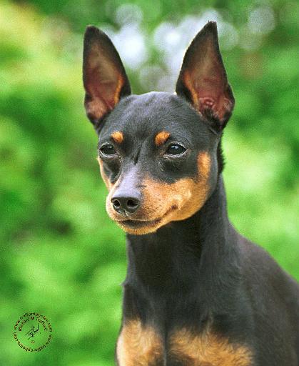Miniature Pinscher 8A083-13.jpg